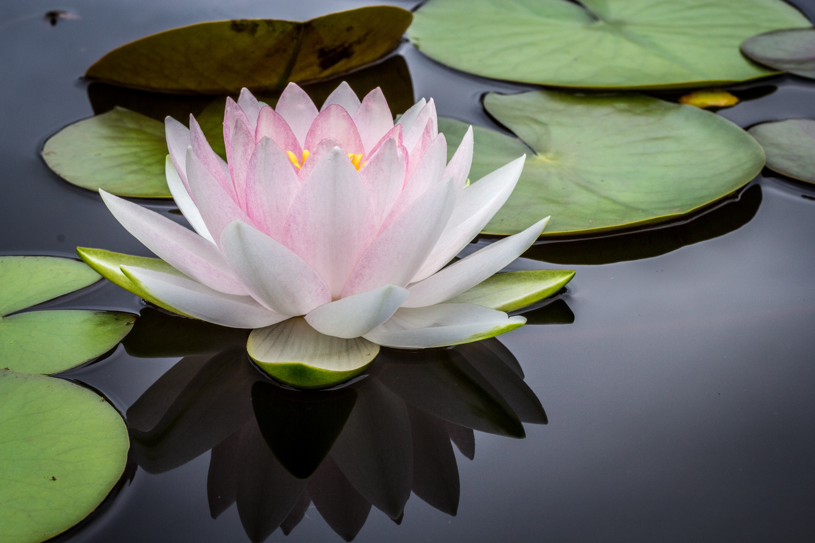 Springing into Wellness